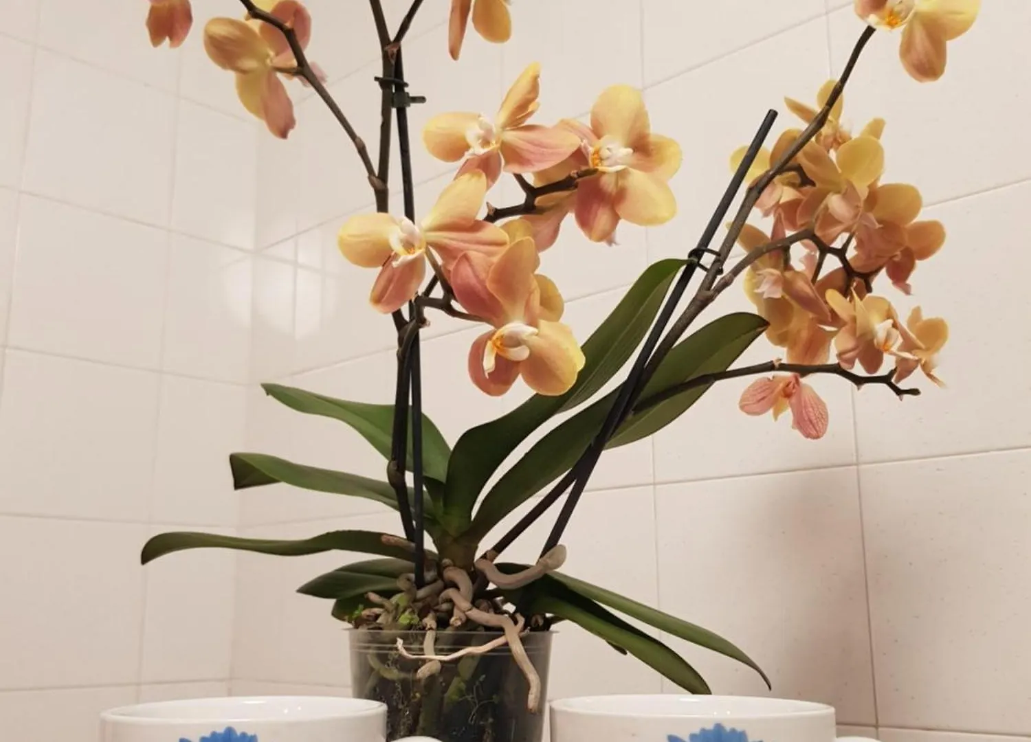 Apartment Appartamento In Villino Rome